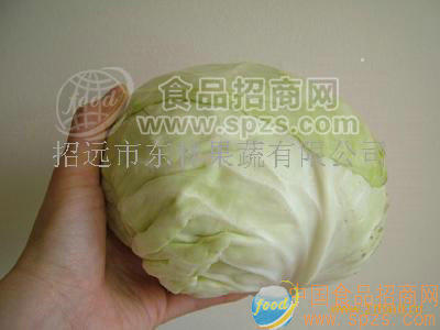 供应卷心菜