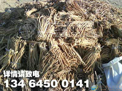 供应脱水萝卜条