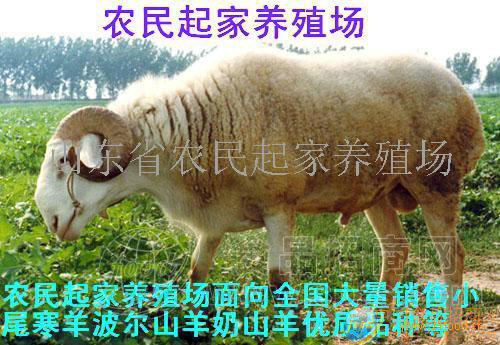 供应波尔山羊