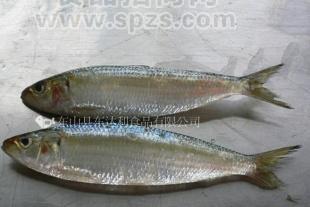 沙丁魚(yú)