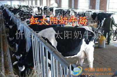 供應(yīng)高產(chǎn)奶牛