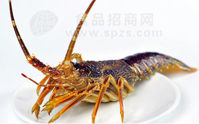 进口海鲜批发 鲜活南非龙虾 进口大龙虾 京深海鲜批发市场