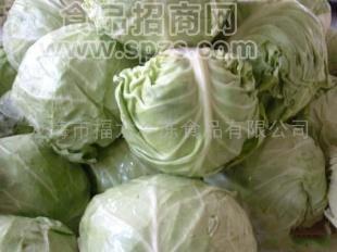 供应保鲜包菜(图)