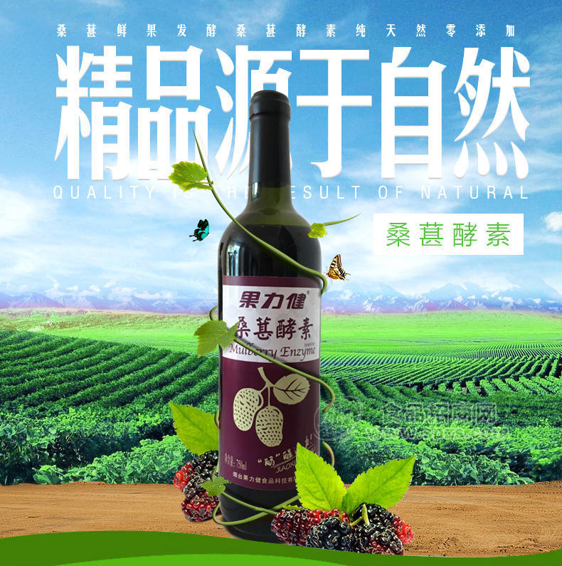 ·果力健桑葚酵素桑葚发酵饮料招商代理 