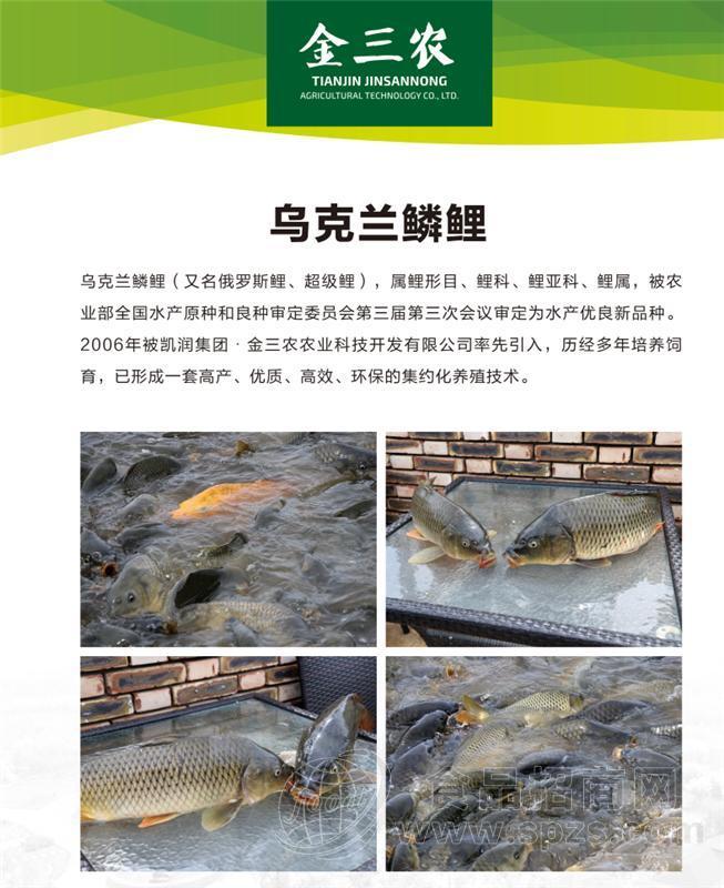 鱼类