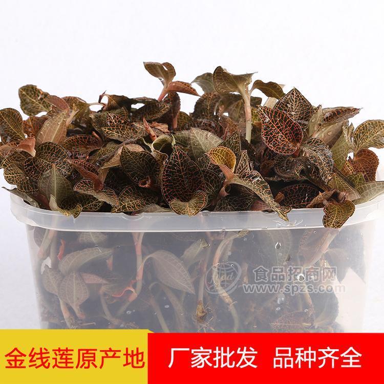 台湾小叶金线莲