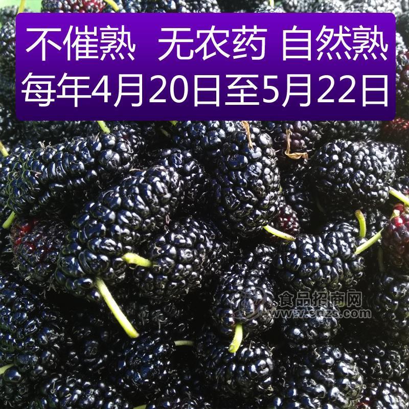 鮮桑椹（果大、汁多、無(wú)籽）南充市新廟鄉(xiāng)特產(chǎn)