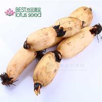 新鲜粉莲藕 速冻保鲜冷冻特级脆甜菜藕 高维生素高营养低热量 出口产地批发供应招商
