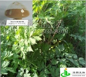 当归提取物