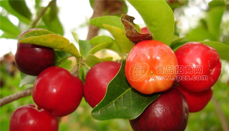 爱必施进口针叶樱桃浓缩汁