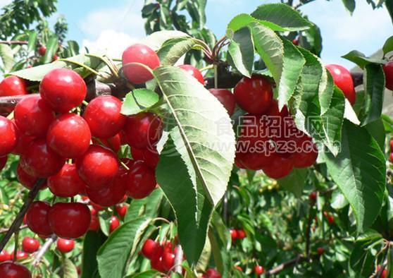 愛必施進(jìn)口無(wú)添加甜櫻桃濃縮汁