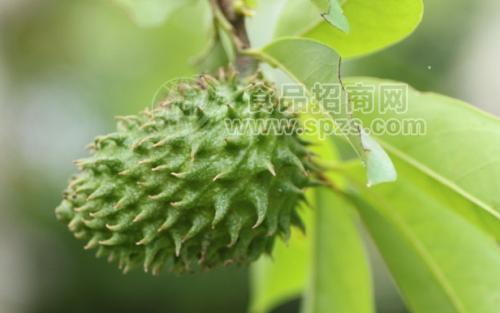 爱必施进口无添加刺果番荔枝原浆