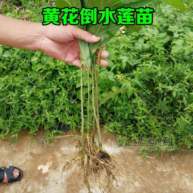 黄花倒水莲、黄花远志苗