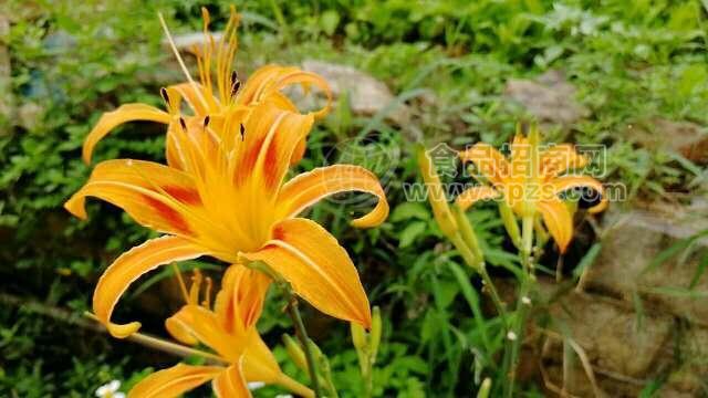 黄花菜