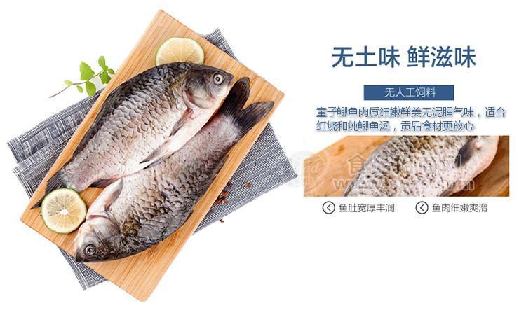 童子鯽魚