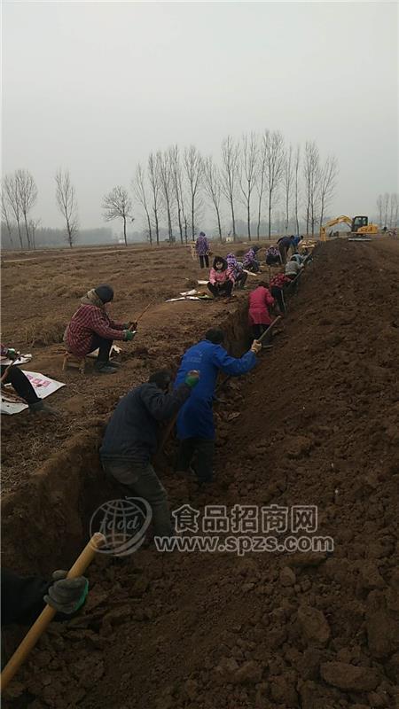 焦作怀山药 温县垆土铁棍山药介绍