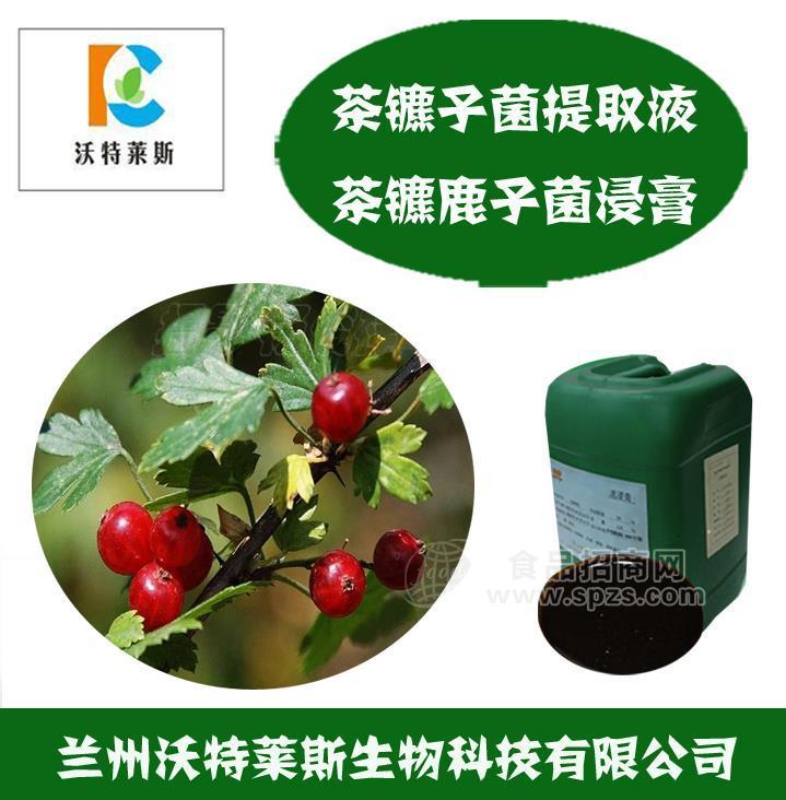 茶藨子菌浸膏 茶藨子菌提取液 金银花菌提取液 茶藨子叶状层菌发酵菌丝体 茶藨子菌浓缩液