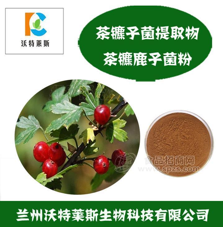 茶藨子菌粉 金银花菌粉 茶藨子叶状层菌发酵菌丝体 茶藨子菌粉