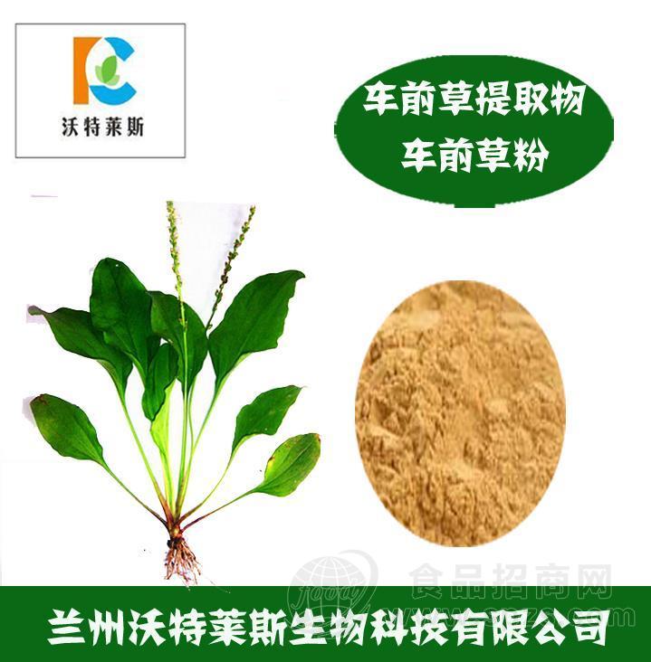 车前草粉 车前草提取物 车前草浸膏 车前草多肽 车前草提取液
