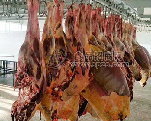 供应蒙古进口马肉马肋条马腿肉
