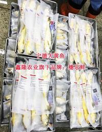 鑫隆黃花魚系列-600g穗樂鮮原條黃花魚供應