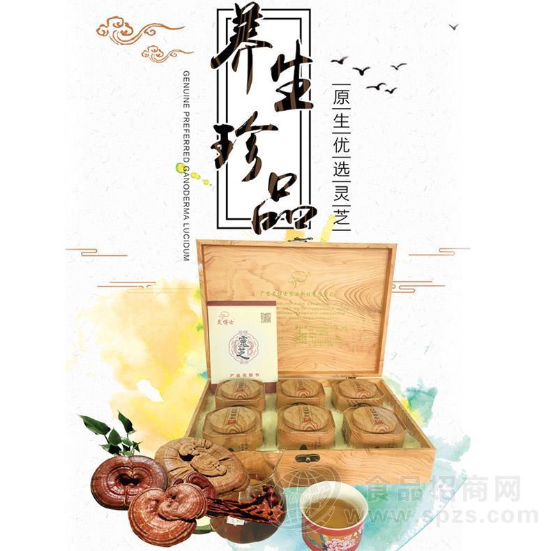H-05灵博士纯灵芝茶包