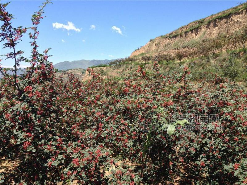 批發(fā)直供優(yōu)質(zhì)韓城特級(jí)-陜西大紅袍花椒麻椒