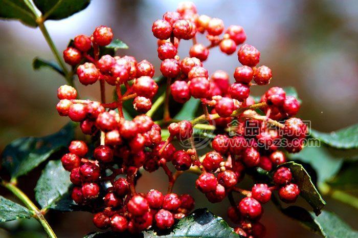 韓城產地供應大紅袍花椒散裝花椒調料