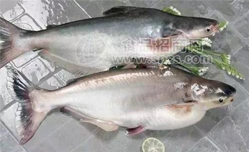 龍利魚孕婦可以吃嗎 湛江批發(fā)湄公魚 巴沙魚腩 清江魚