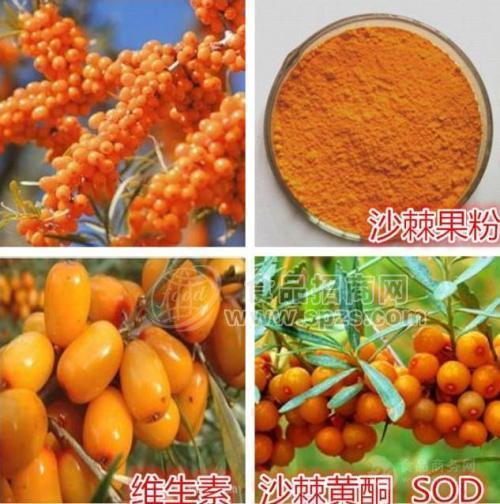 沙棘酵素10:1 厂家包邮