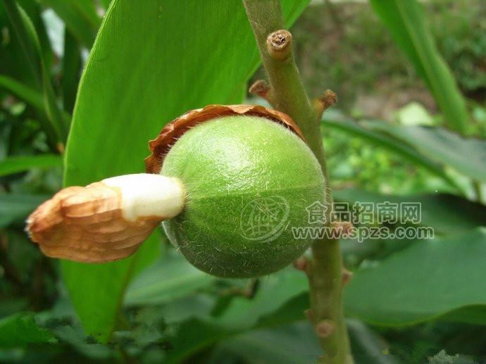 草豆蔻提取物    5:1 10:1 20:1 多种规格 1公斤起订