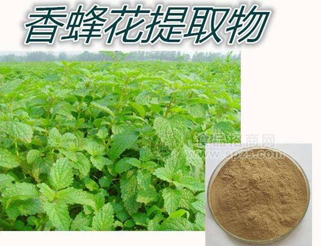 热销香蜂花提取物10:1多种规格1公斤起订