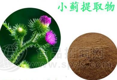 热销小蓟提取物10:1多种规格1公斤起订厂家包邮