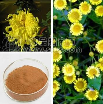 热销菊花提取物10:1多种规格1公斤起订
