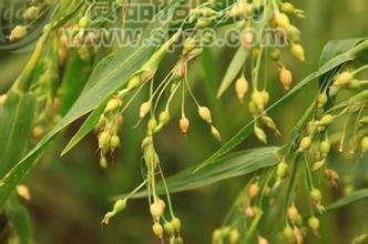 热销薏苡仁提取物10:1多种规格厂家包邮