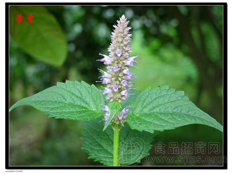 热销藿香提取物10:1多种规格1公斤起订厂家包邮