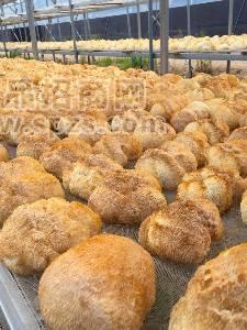 东北猴头菇批发  产地直销质优价廉
