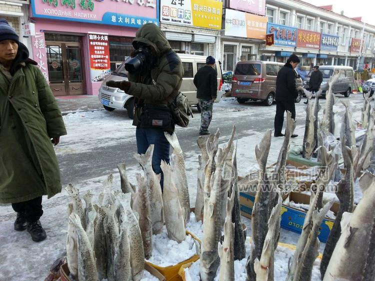 冷凍鱘鰉魚批發(fā)價格，冷凍鱘鰉魚哪里批發(fā)