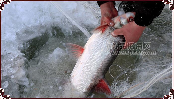 2019年興凱湖白魚價格，東北興凱湖大白魚報價