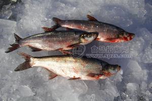 興凱湖三斤大白魚(yú)價(jià)格，四斤興凱湖大白魚(yú)多少錢