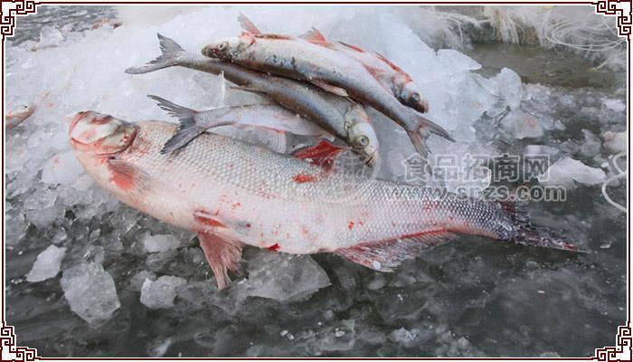 黑龍江特產(chǎn)大白魚批發(fā)價格，黑龍江特產(chǎn)大白魚廠家直銷