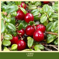 现货供应 化妆品原料 a-熊果苷 量大从优 1kg起订