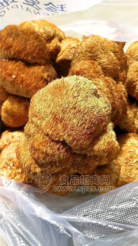东北猴头菇批发高品质大个猴头菇批发