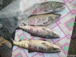 大馬哈魚(yú)的價(jià)格，大馬哈魚(yú)市場(chǎng)價(jià)格
