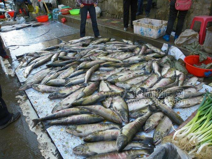 東北大馬哈魚批發(fā)價格，東北大馬哈魚多少錢