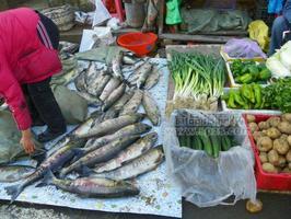 東北大馬哈魚(yú)批發(fā)價(jià)格，東北大馬哈魚(yú)多少錢