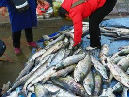 咸大馬哈魚(yú)供應(yīng)廠家，咸大馬哈魚(yú)批發(fā)市場(chǎng)