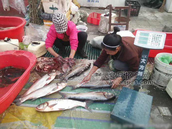 同江批发大马哈鱼，同江大马哈鱼批发价格