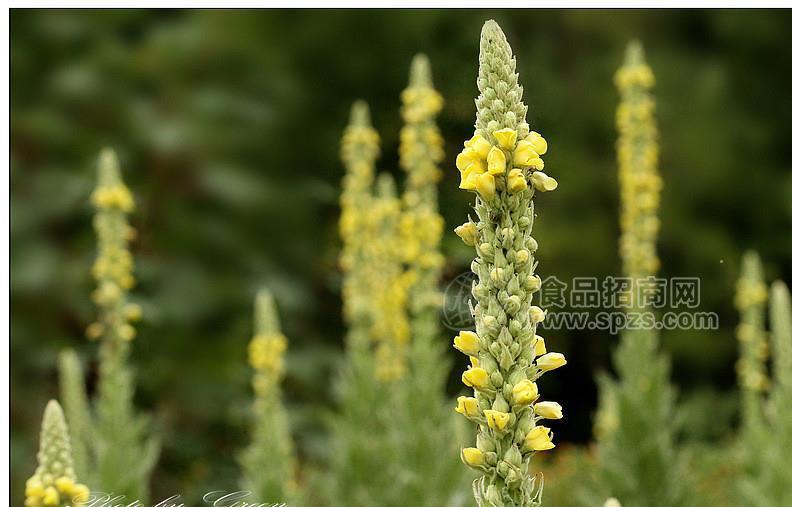 毛蕊花提取物 牛耳草提取物10:1多種規(guī)格1公斤起訂廠家