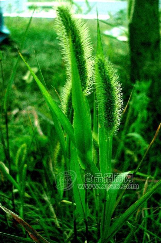 紅寥提取物 狗尾巴花提取物 10:1多種規(guī)格1公斤起訂廠家郵